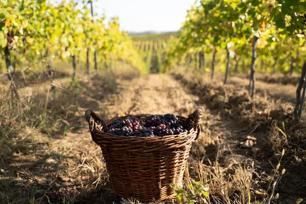 A basket overflows with ripe grapes, a testament to the bountiful grape season. Rows of vines stretch into the distance under a warm sun.