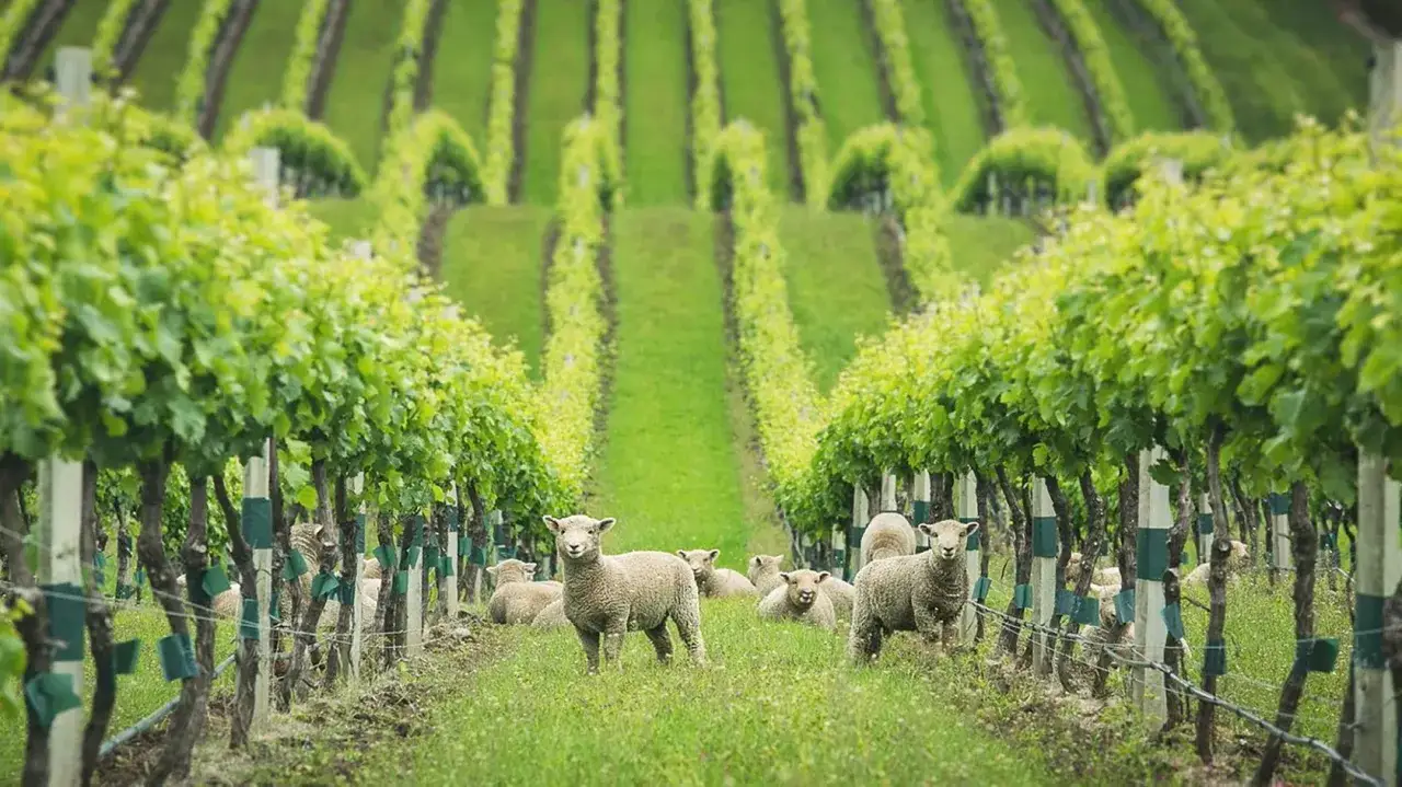 Sheep graze in a vineyard, a natural approach to biodynamic wine.