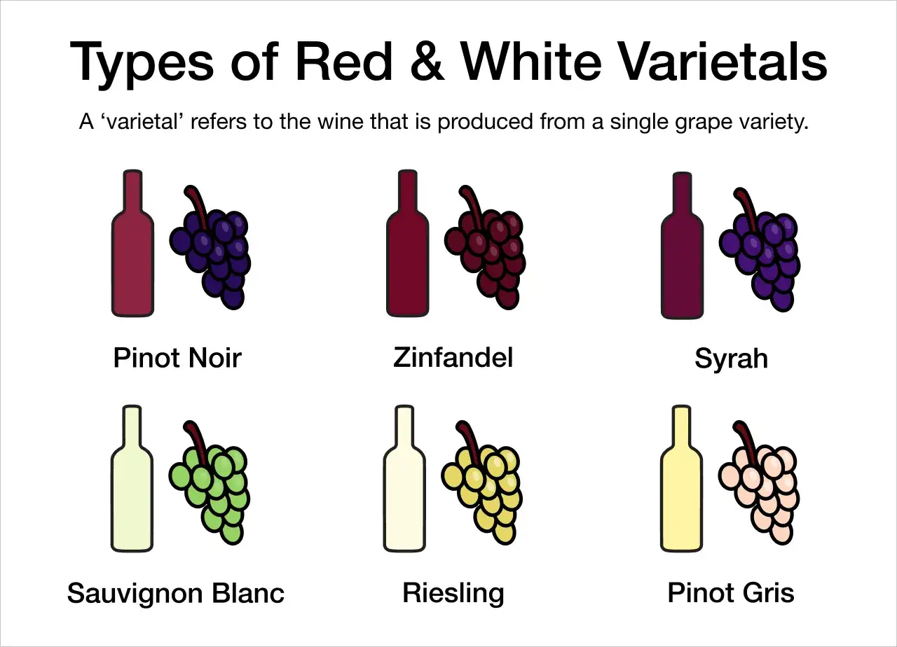 Zinfandel is a red varietal, shown with dark red grapes and a matching bottle, alongside other red and white wine types.