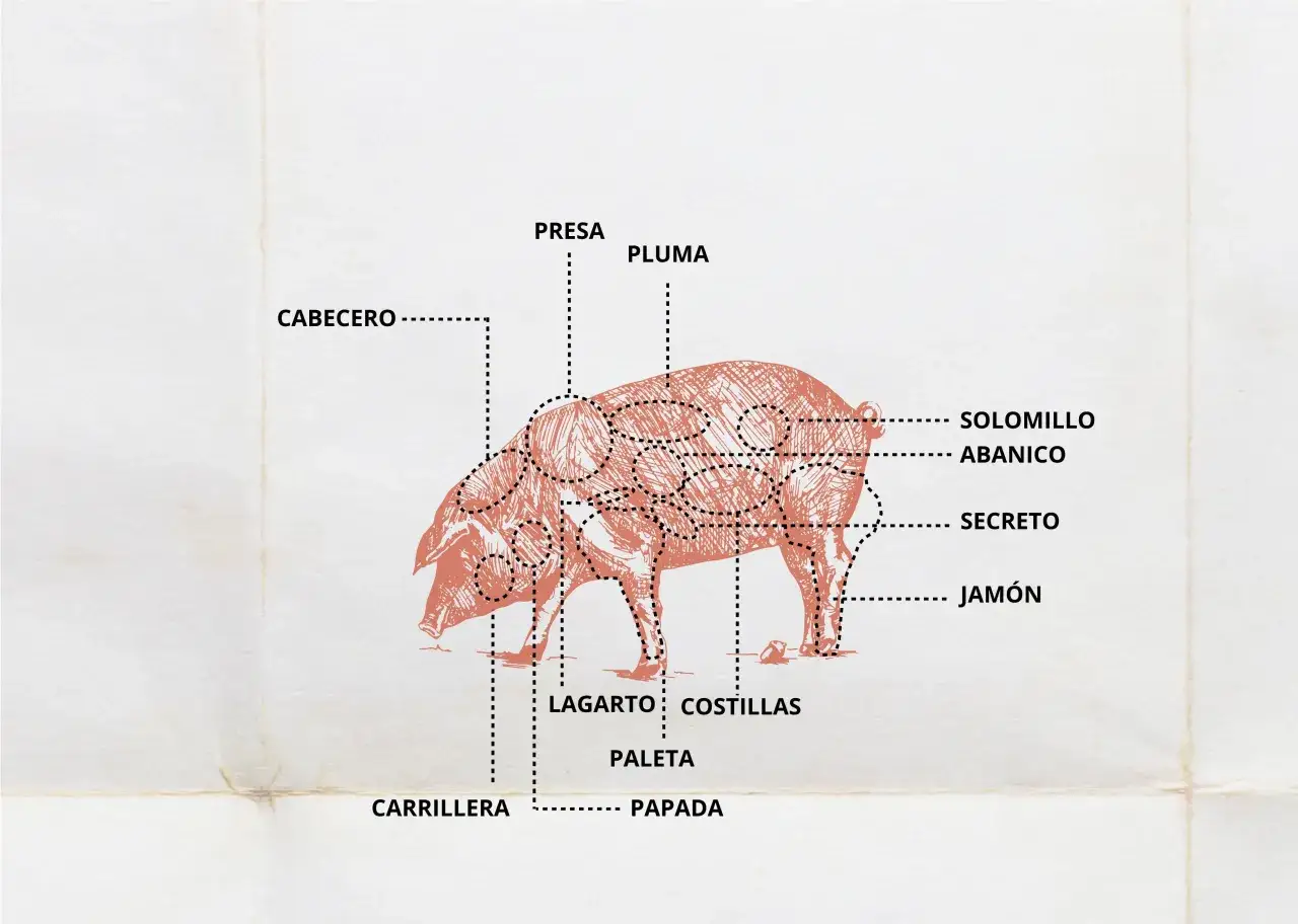 Diagram of a pig showing cuts of meat. The pluma is a prized cut located near the shoulder.