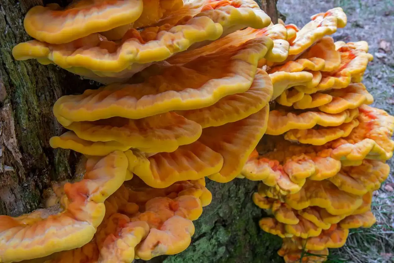 Vibrant yellow and orange chicken of the woods mushrooms growing on a tree trunk, perfect for a delicious chicken of the woods recipe.