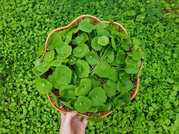 A hand holds a basket overflowing with fresh miner's lettuce, its round, green leaves a vibrant contrast to the surrounding lush greenery.