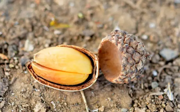 A split acorn reveals its bright yellow kernel. While some might wonder if you can eat acorns, this one looks ready for processing.