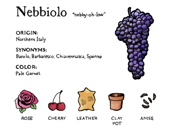 Illustration of a Nebbiolo grape bunch, with notes on origin, synonyms, color, and tasting notes like rose, cherry, leather, clay pot, and anise.
