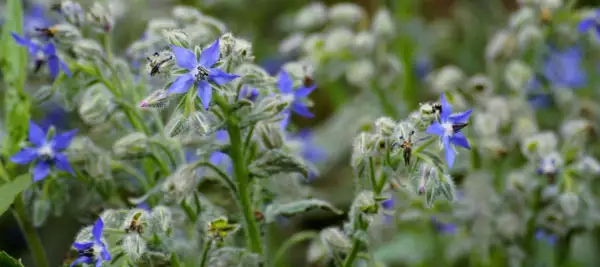 Vibrant blue borage flowers bloom, showcasing their star shape. This herb has many borage uses, from culinary delights to medicinal properties.