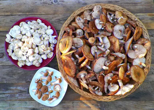 A bounty of freshly picked honey mushrooms, some pale and small on a red plate, others larger and golden-brown in a woven basket.