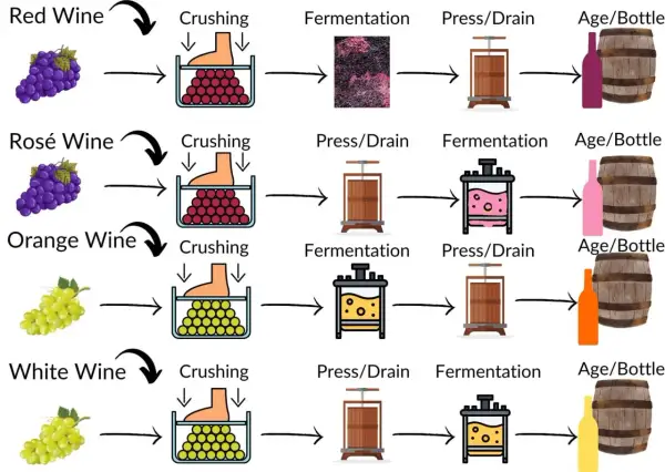 Diagram shows wine production. White wine, unlike red, is pressed before fermentation, which affects its tannin levels.